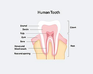 Root Canal Cost
